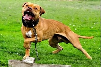 ​“禁养犬”名单公布，这些狗都上榜了，可别违法