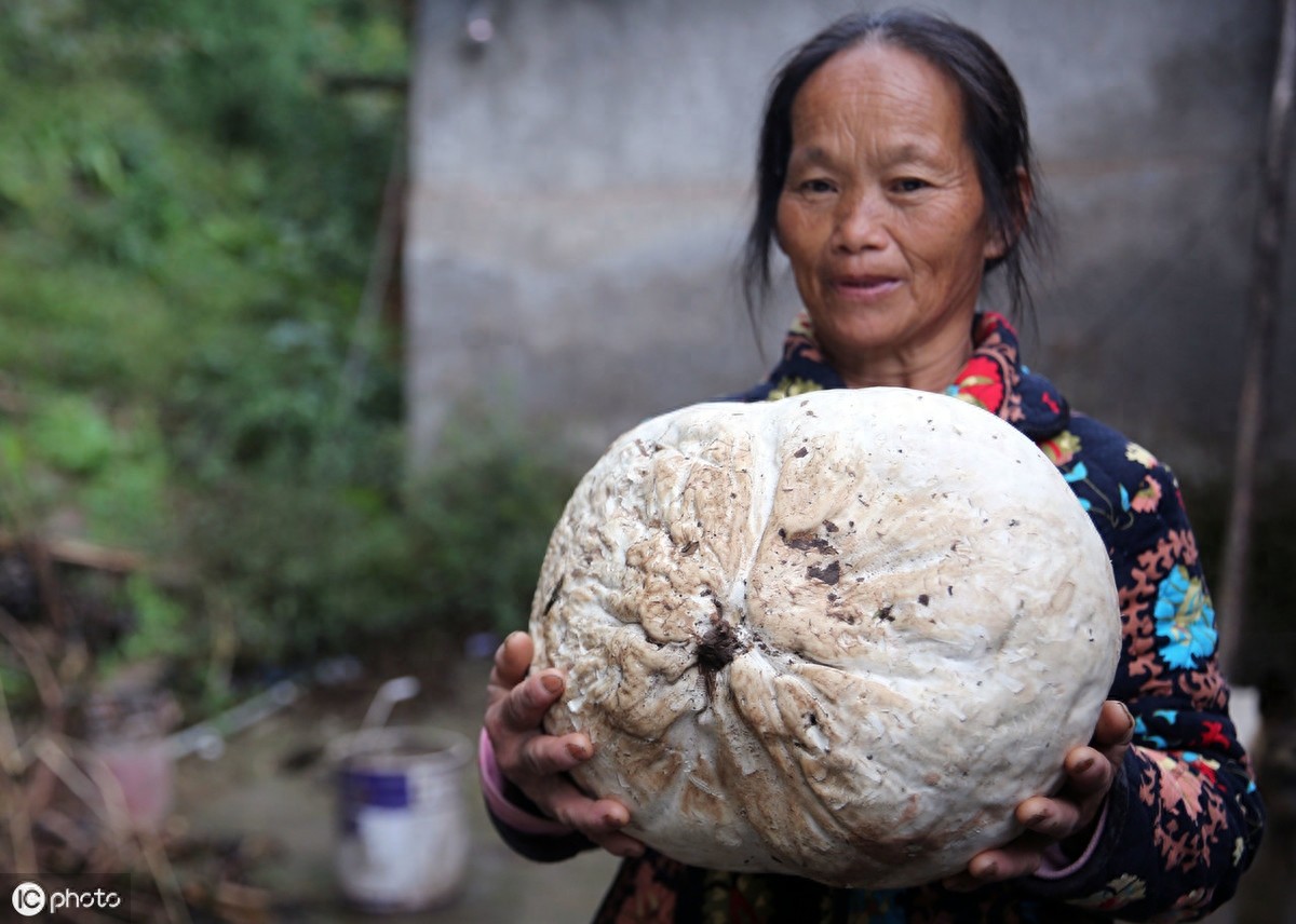 深山里才有的“马皮包”，看起来像白馒头，野外受伤常用来止血