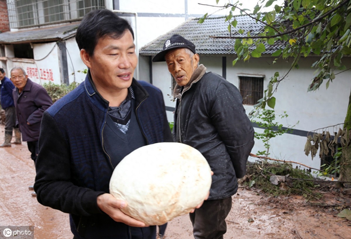 深山里才有的“马皮包”，看起来像白馒头，野外受伤常用来止血