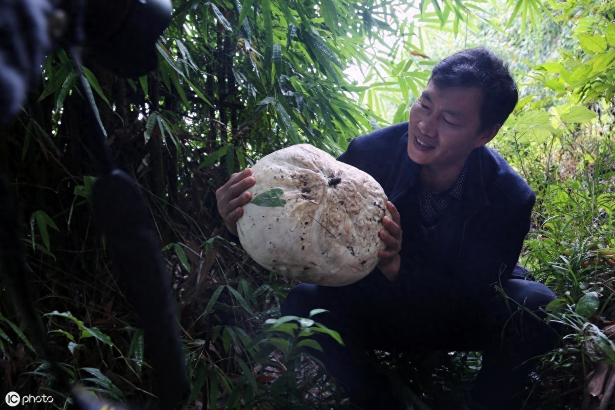 深山里才有的“马皮包”，看起来像白馒头，野外受伤常用来止血