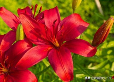 ​红百合开喜气洋洋，永远爱你热情似火