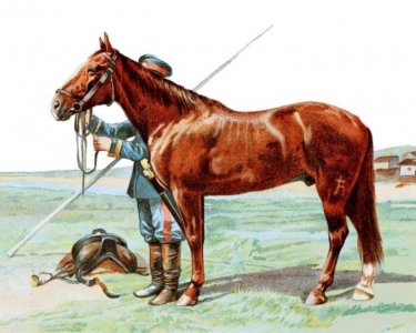 ​再说说伊犁马