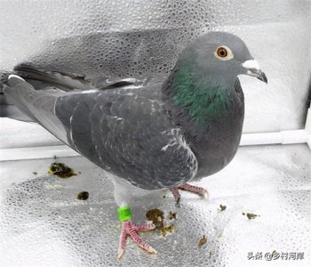 ​战争时期军用鸽子的五种类型你知道吗？