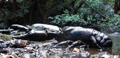 ​澳大利亚巨型淡水龙虾巨大无比！！！！不敢相信