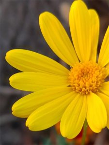 ​你了解黄金菊吗？