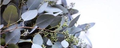 尤加利的种植方法