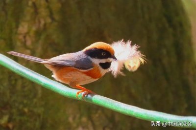 鸟中“小老虎”：红头长尾山雀 | 绿会保护地科普