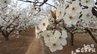 ​梨花绽放春意浓 最佳观赏期将在4月初开启