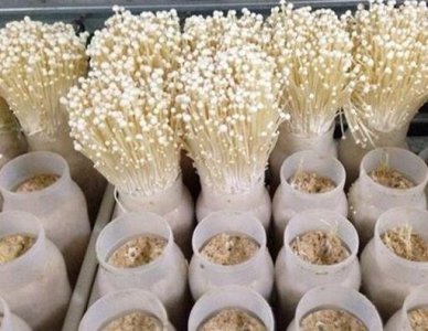 ​婆婆切下金针菇“根”，埋到花盆里，养成盆栽，7天后有“收获”