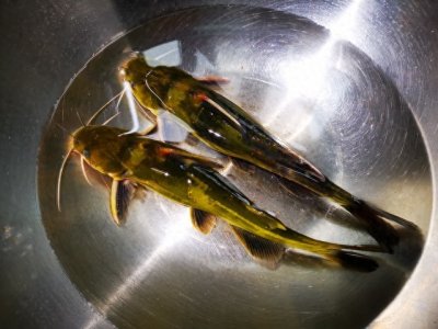 ​钓黄辣丁，这样钓就行了！上鱼效率非常高！最多一天钓十五斤！