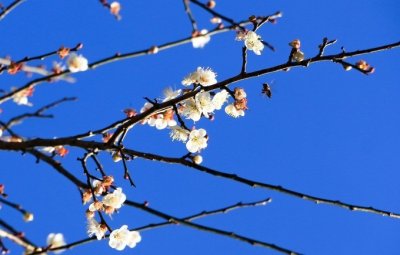 ​惠东梁化梅园，梅花盛景，广东境内摄影天堂，美翻了