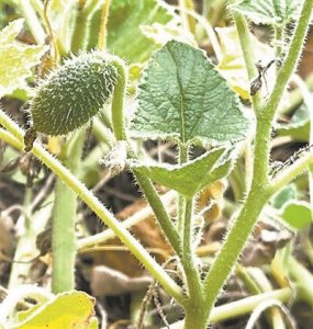 ​喷瓜如何把种子喷出10米开外？