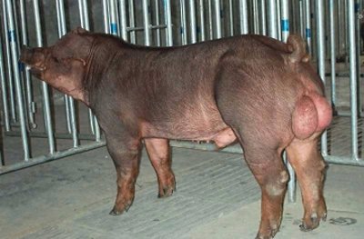 ​养多少母猪能养起一头公猪？需要养一只种公猪吗？看完就知道了