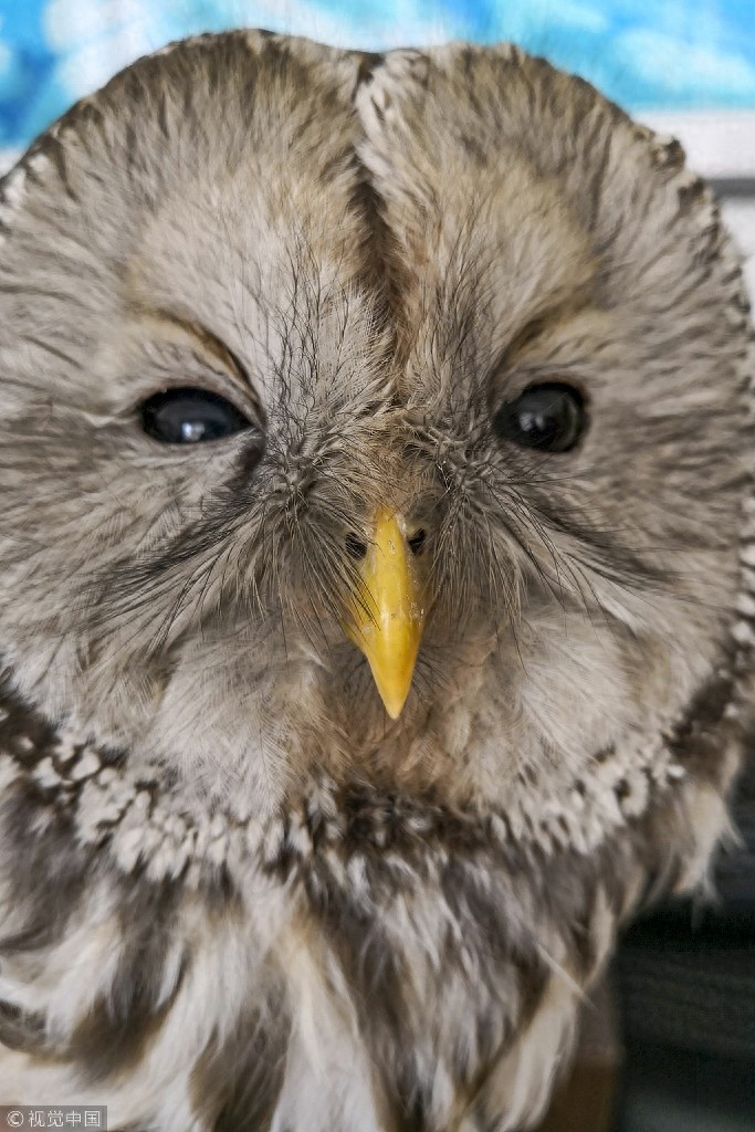 “别动我！我很凶！”市民发现猫头鹰 竟是国家二级保护动物
