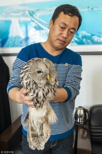 ​“别动我！我很凶！”市民发现猫头鹰 竟是国家二级保护动物