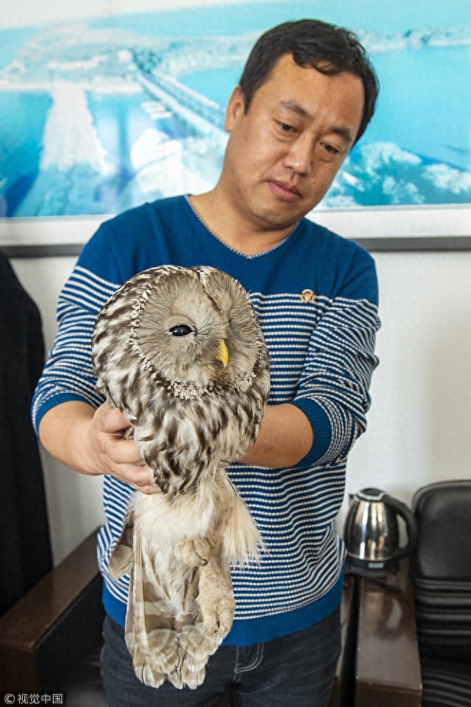 “别动我！我很凶！”市民发现猫头鹰 竟是国家二级保护动物