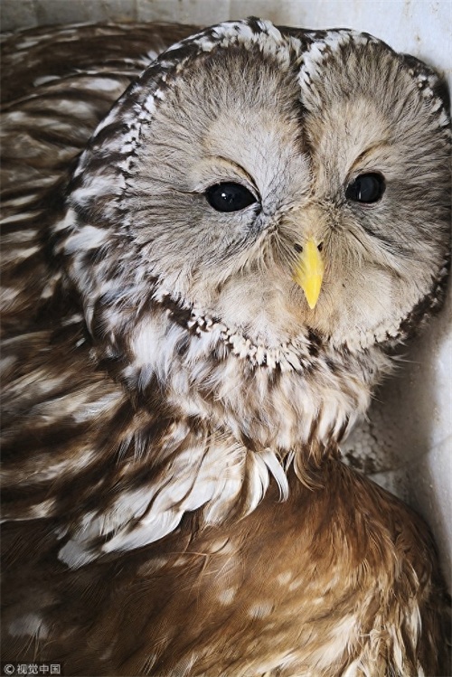 “别动我！我很凶！”市民发现猫头鹰 竟是国家二级保护动物