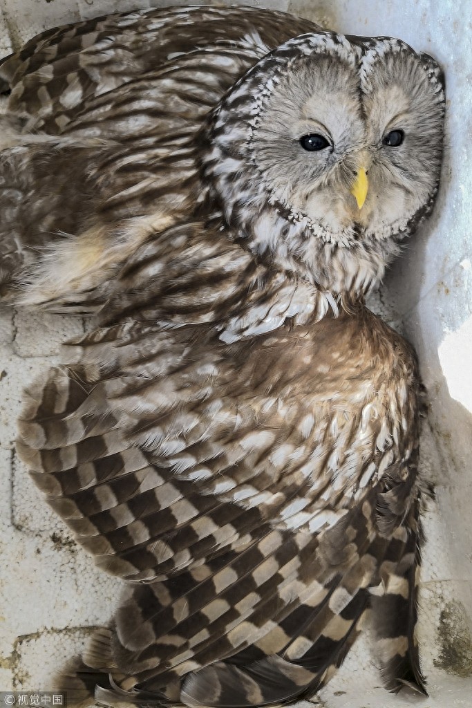 “别动我！我很凶！”市民发现猫头鹰 竟是国家二级保护动物