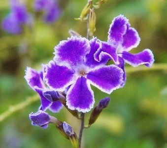 ​每日一花：花语平凡之金露花，有一种浪漫叫平凡