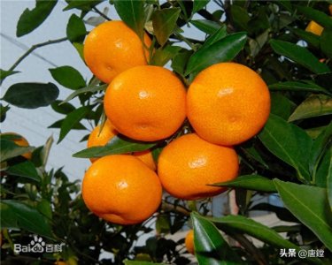 ​黄岩蜜桔：中国国家地理标志产品，口感绝佳，健康与美丽并存！