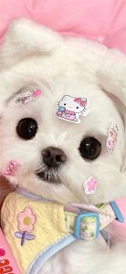 ​壁纸丨喜欢小狗的有福啦！可爱狗狗高清壁纸