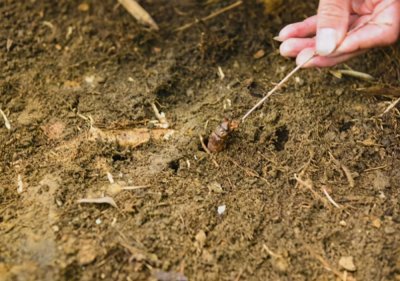 ​地下爬出来的财富，菏泽小伙养殖知了龟月入过万