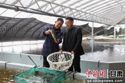 ​张掖临泽大棚养鱼开启致富新模式