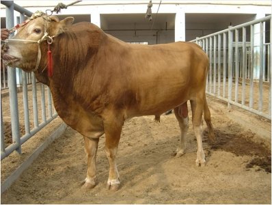 ​养肉牛？那您知道我国常见的肉牛品种有哪些吗？