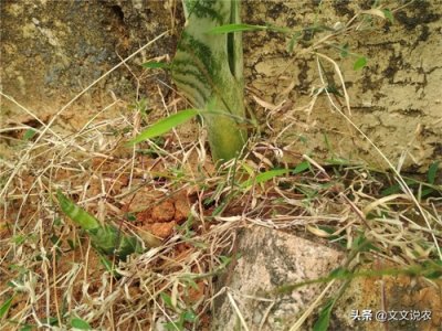 ​新手也能种好虎皮剑兰，选对土壤，掰分株处理断面，种地里或盆种