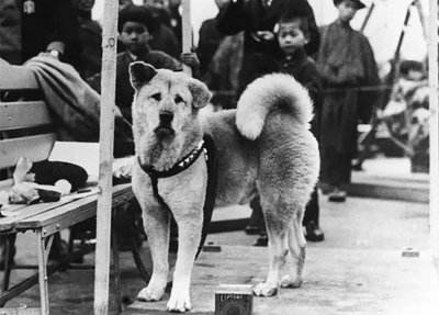 ​八公原型：主人死后曾遭虐待，车站苦等10年后病死，与主人同葬