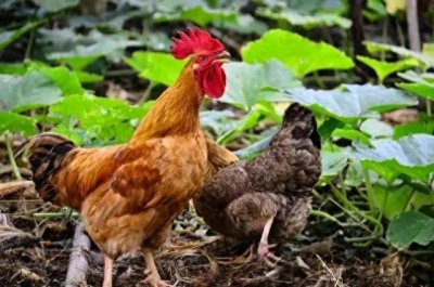 ​养鸡的乐趣：无尽的欢乐与收获