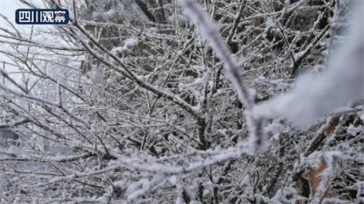 ​华蓥山降大雪 银装素裹宛如仙境