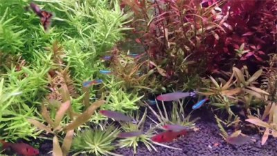 ​浅谈如何去除鱼缸蛋白虫