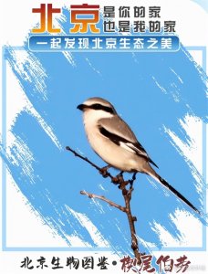 ​北京生物图鉴 | 楔尾伯劳