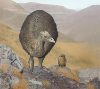 ​恐鸟为何在短短300年内就完全且必然会灭绝？