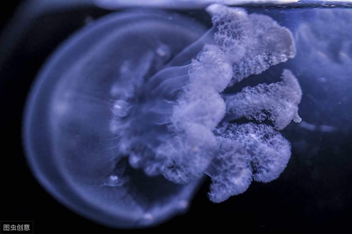 灯塔水母真的永生吗？一起来了解一下吧