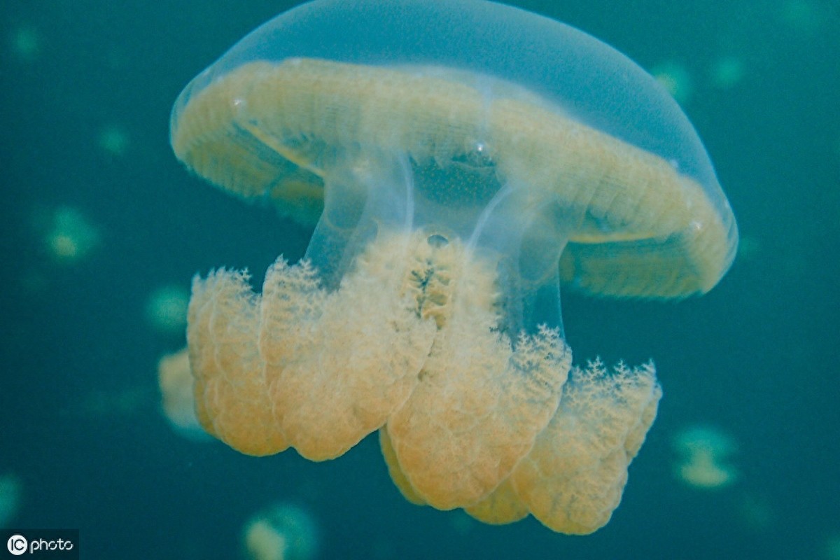 灯塔水母真的永生吗？一起来了解一下吧