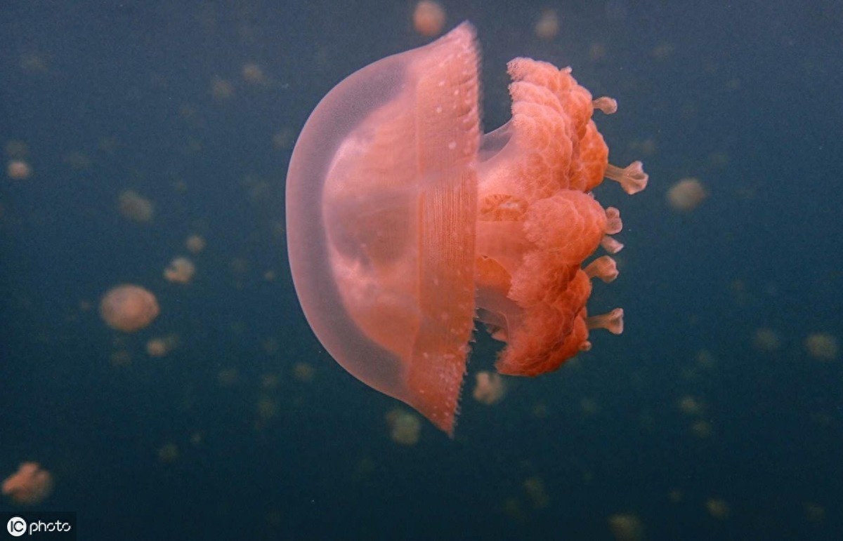 灯塔水母真的永生吗？一起来了解一下吧