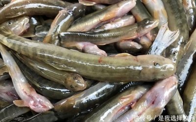 ​农村一种淡水鱼，背上带刺，市场卖60块一斤，为何少有农户养殖？