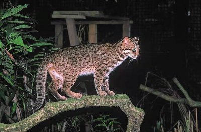 ​猛兽再次出没！广东发现罕见“石虎”，外貌像极家猫，会吃人吗？