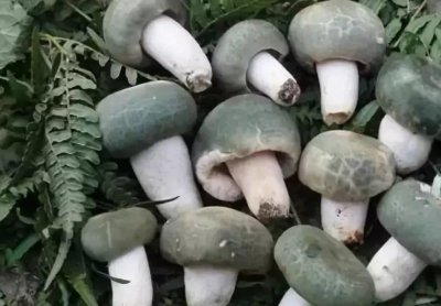 ​云南野蘑菇拾趣•青头菌