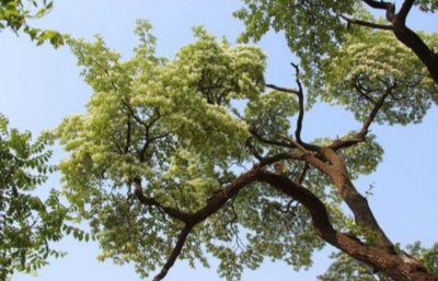 ​降龙木价格为啥比黄金贵数倍？原来它真的能够“降龙伏虎”？