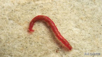 ​用剩的红虫怎么办？可别扔，以下3套保存法，让红虫鲜嫩有活力