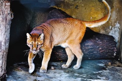 ​猛兽“彪”是何物？可轻松咬死老虎，2005年后我国仅拍到3次