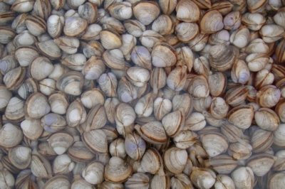 ​常见海鲜简介篇之，白蛤