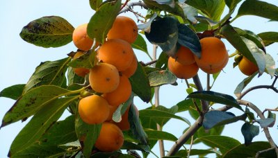 ​柿子催熟很简单，教你3招，柿子2天就变软，还不涩口