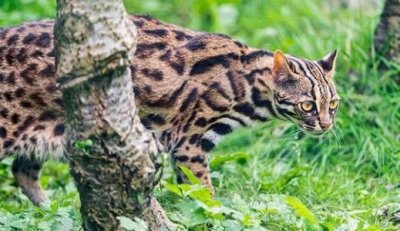 ​乡村纪实       山狸子