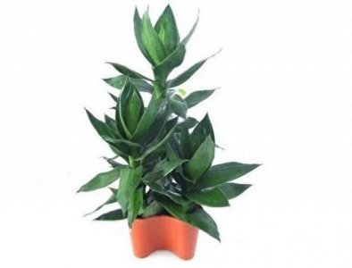 ​观音竹和富贵竹的区别，观音竹好还是富贵竹好