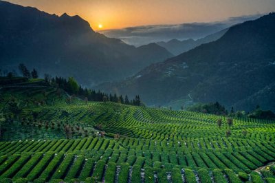 ​【军创群英荟】“茶司令”谭书德