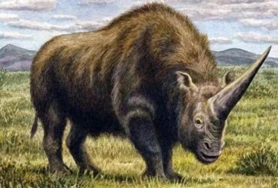 ​地球古生物——板齿犀